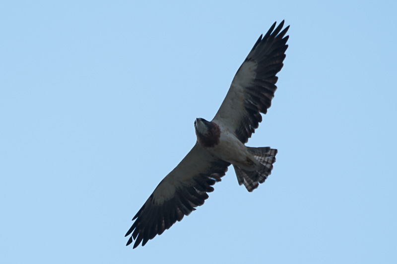 Prairiebuizerd